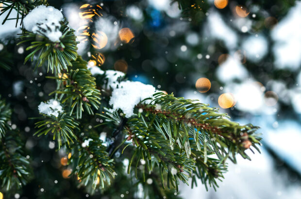The Life-Cycle of a Bowood Christmas Tree